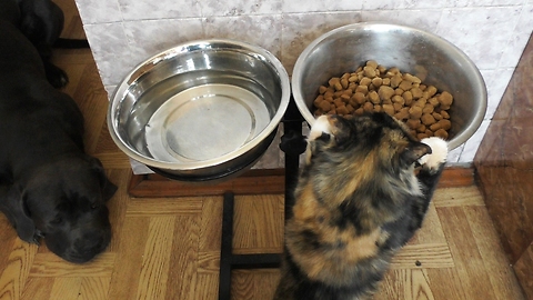 Cat and dog bowl