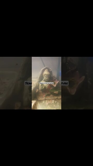 Best diy aquarium pump