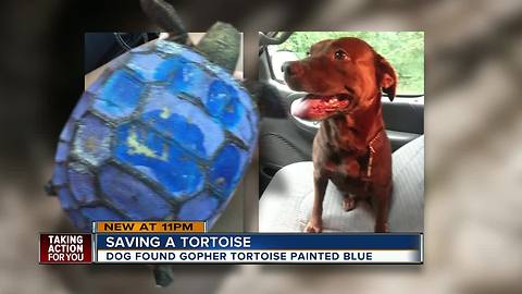 Gopher tortoise found painted blue in Pasco County, FWC investigating