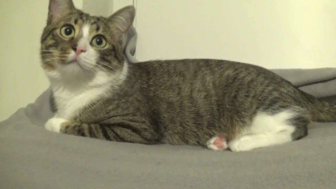 This Little Cat Is Very Attentive