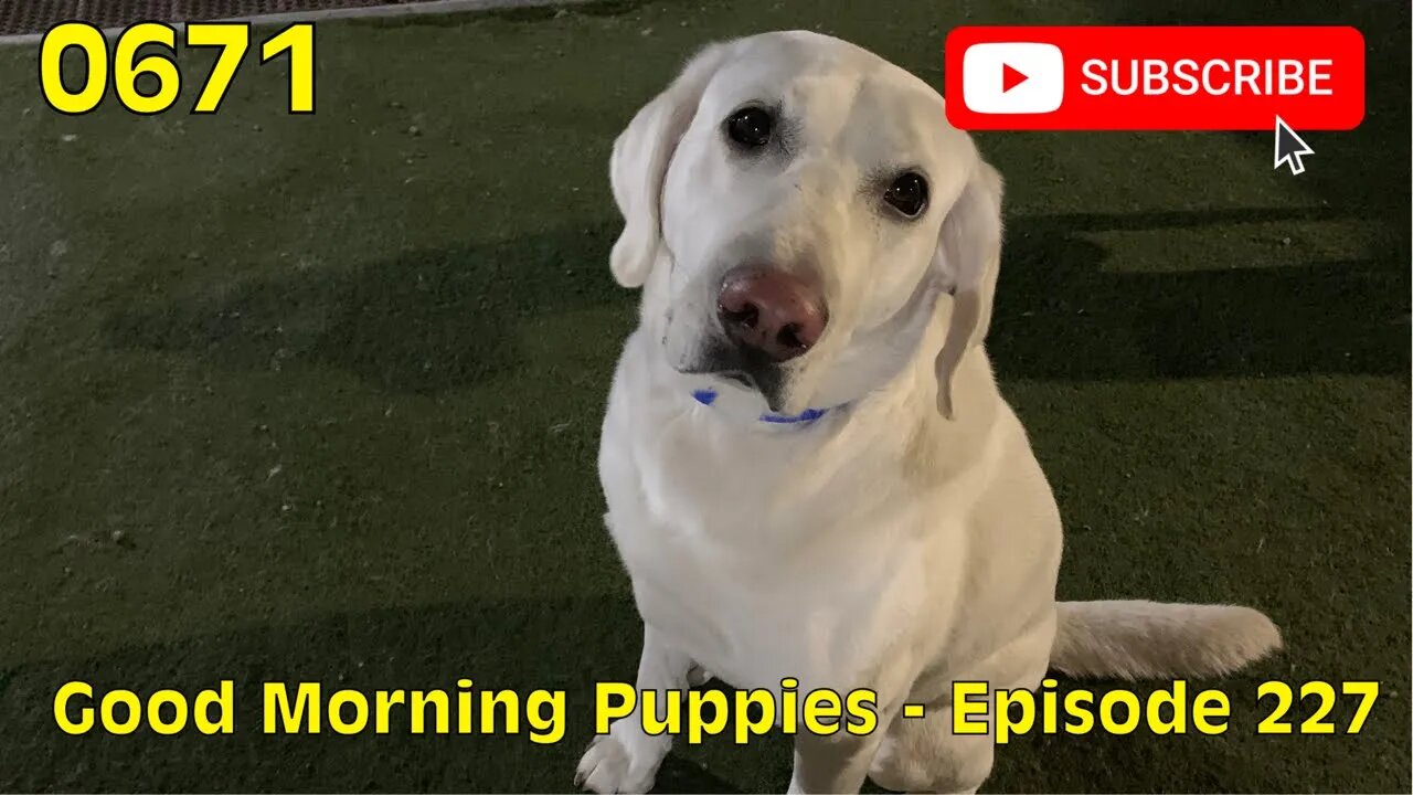 [0671] GOOD MORNING PUPPIES - EPISODE 227 [#dogs #doggos #doggies #puppies #dogdaycare]