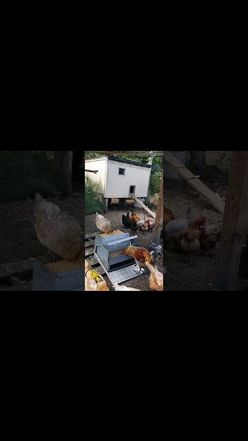 Hungry Hungry Chickens #chickens #backyardchickens #chickenshorts