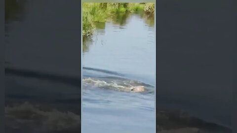 Crocodile surprise hunting stuck wildbeest calf