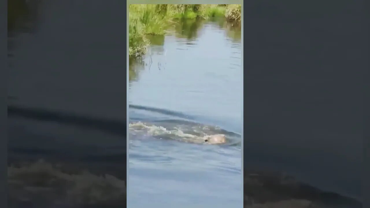 Crocodile surprise hunting stuck wildbeest calf