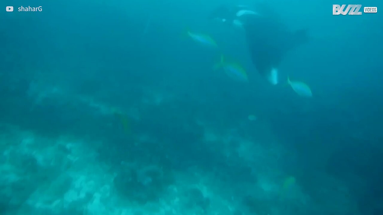 Thaïlande: il parvient à filmer une raie manta ainsi qu'un requin-baleine
