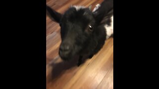 Funny Goat Fail!