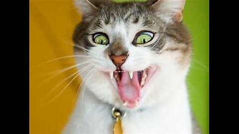FUNNIEST CATS VIDEO OF 2024!!