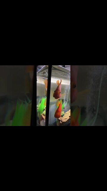 Curious Fish in my Aquarium 🐡