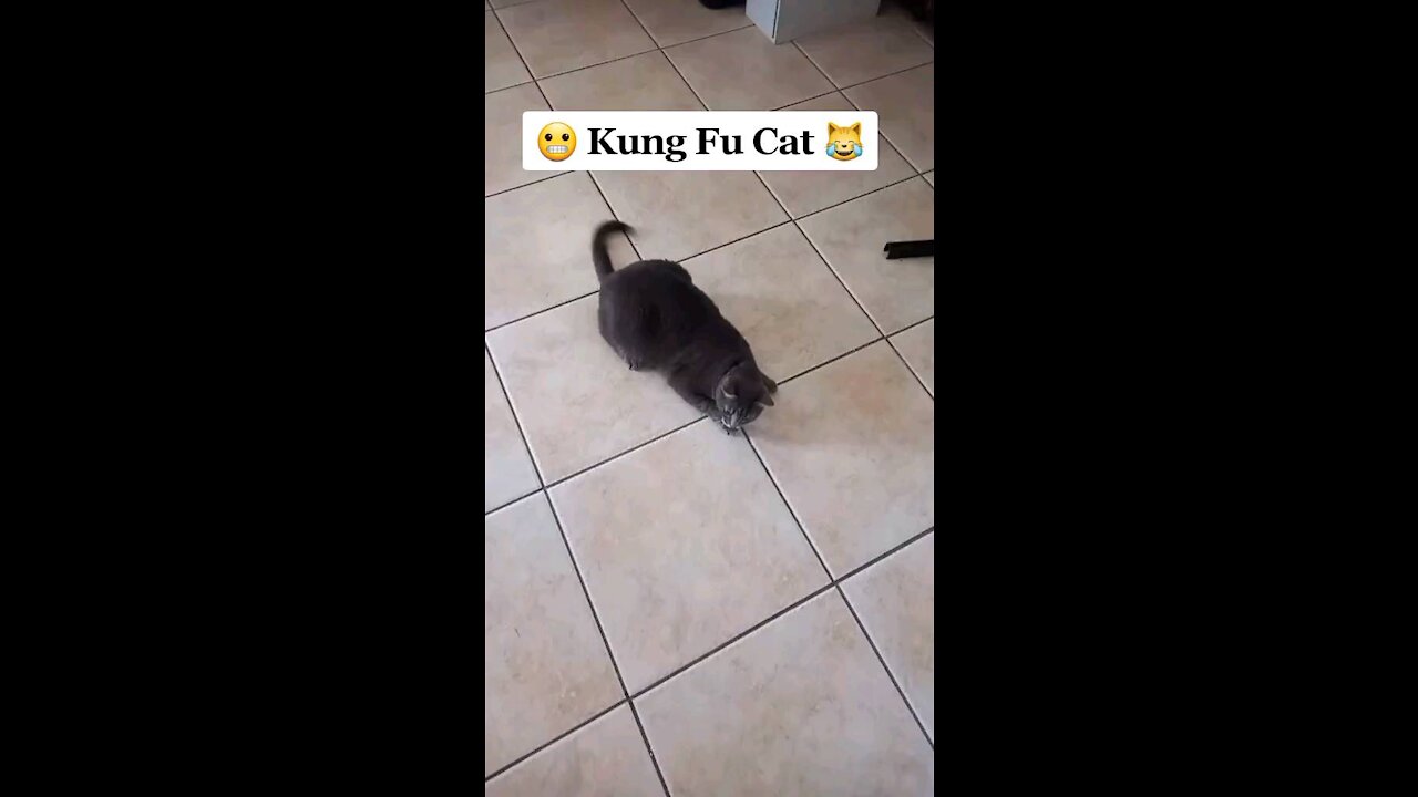 Kung fu cat 1