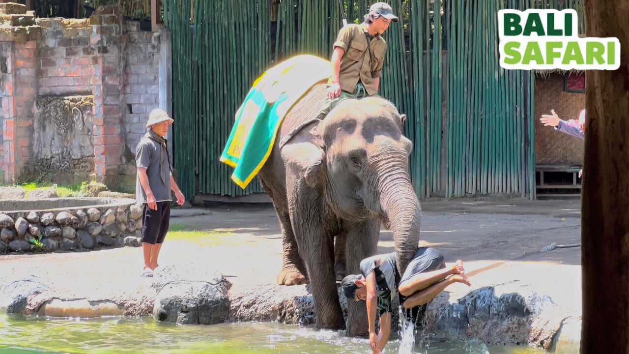 Bali Safari and Marine Park (All Animal Shows)