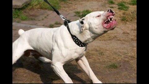 How to teach a dog to be aggressive