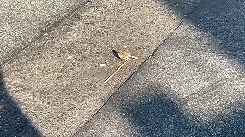 bird