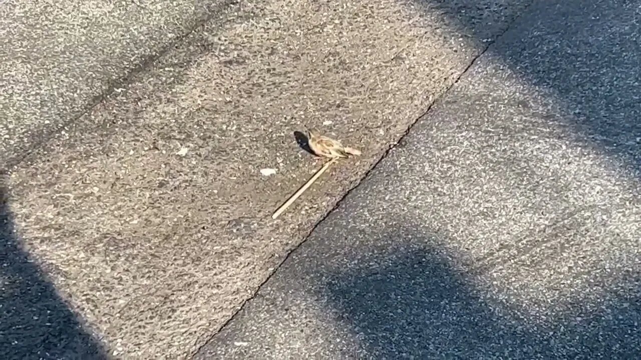 bird