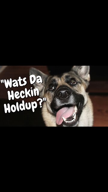 Excited Husky Mix Obsessed With Walks