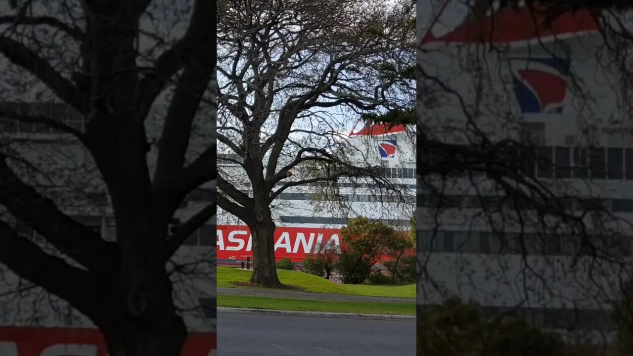 Ship Cruises Through The Trees To Sea. #trending #shorts #merchantnavy #lifeatsea #ship #tasmania