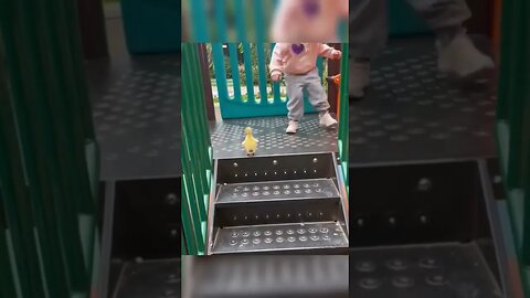 Duckling loves playing on the playground slide with a kid...🐥😍