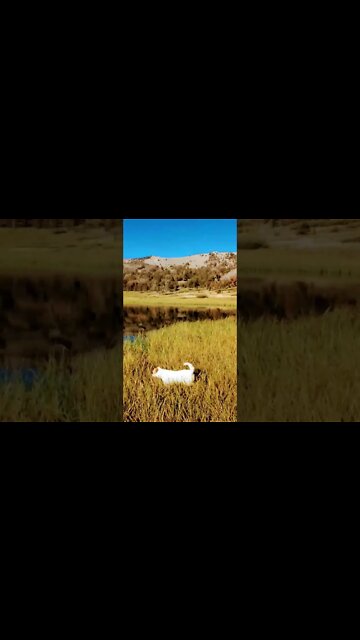 the wonder dog in fall color