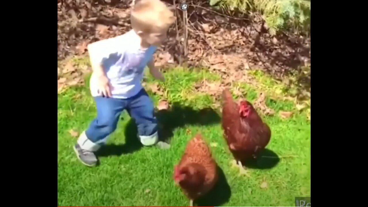 Funny chickens and roosters Chasing kids and adults 😂 funny videos compilation 2020.