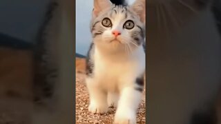 cats videos viral anak kucing luci #short #kucinglucu #kucingmeong #catcutevideo #kucingimut