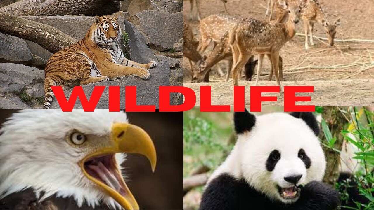 Wildlife Animals Video/Actrative Animals video//Scane of Bangladesh