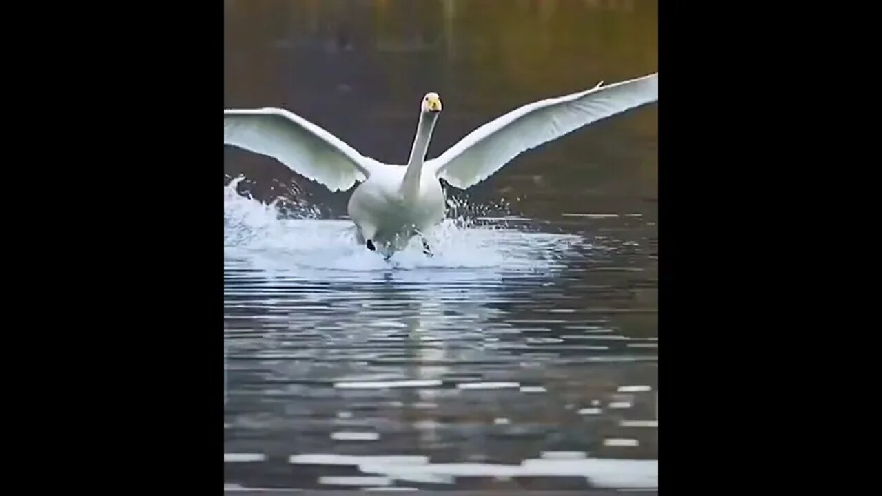 Mag Landing in Lake #ytshorts #shorts #PetpupFun