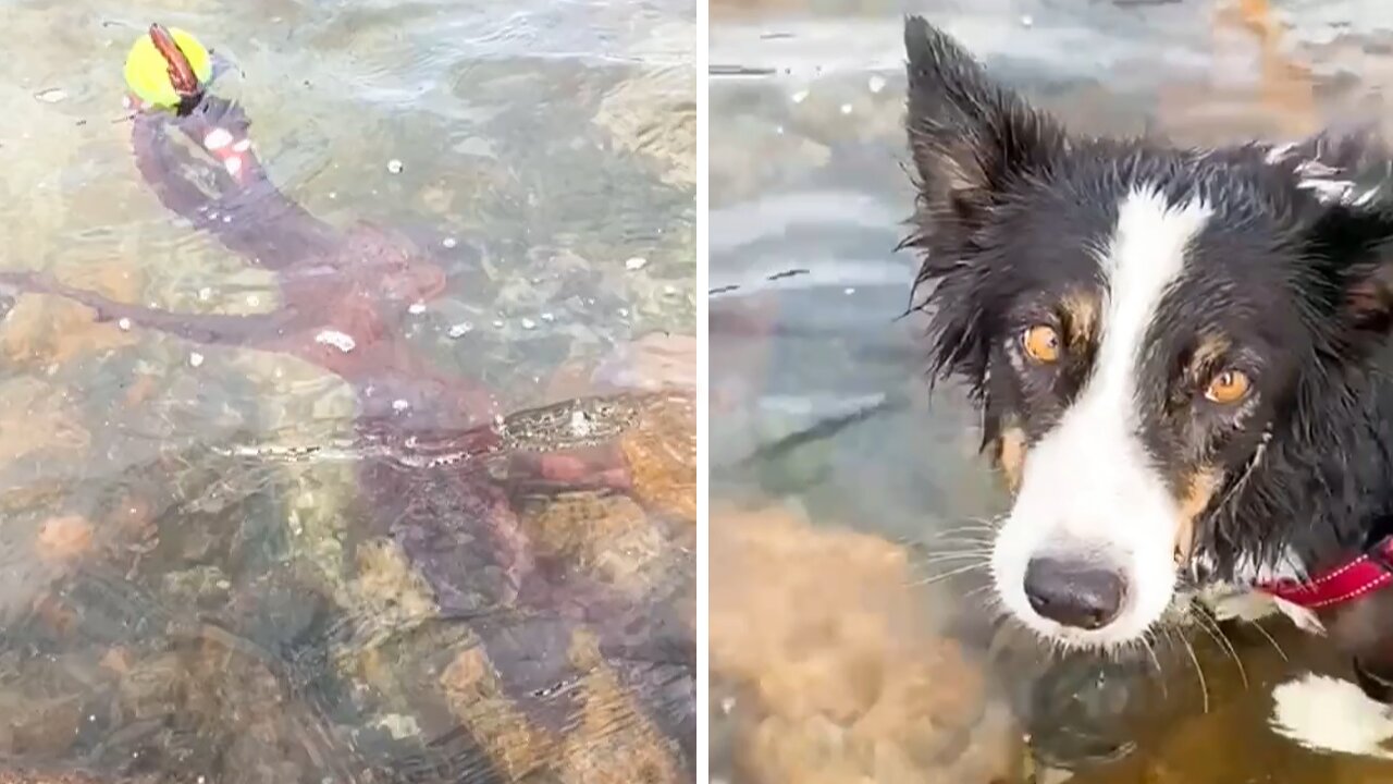 Wild octopus steals tennis ball from border collie