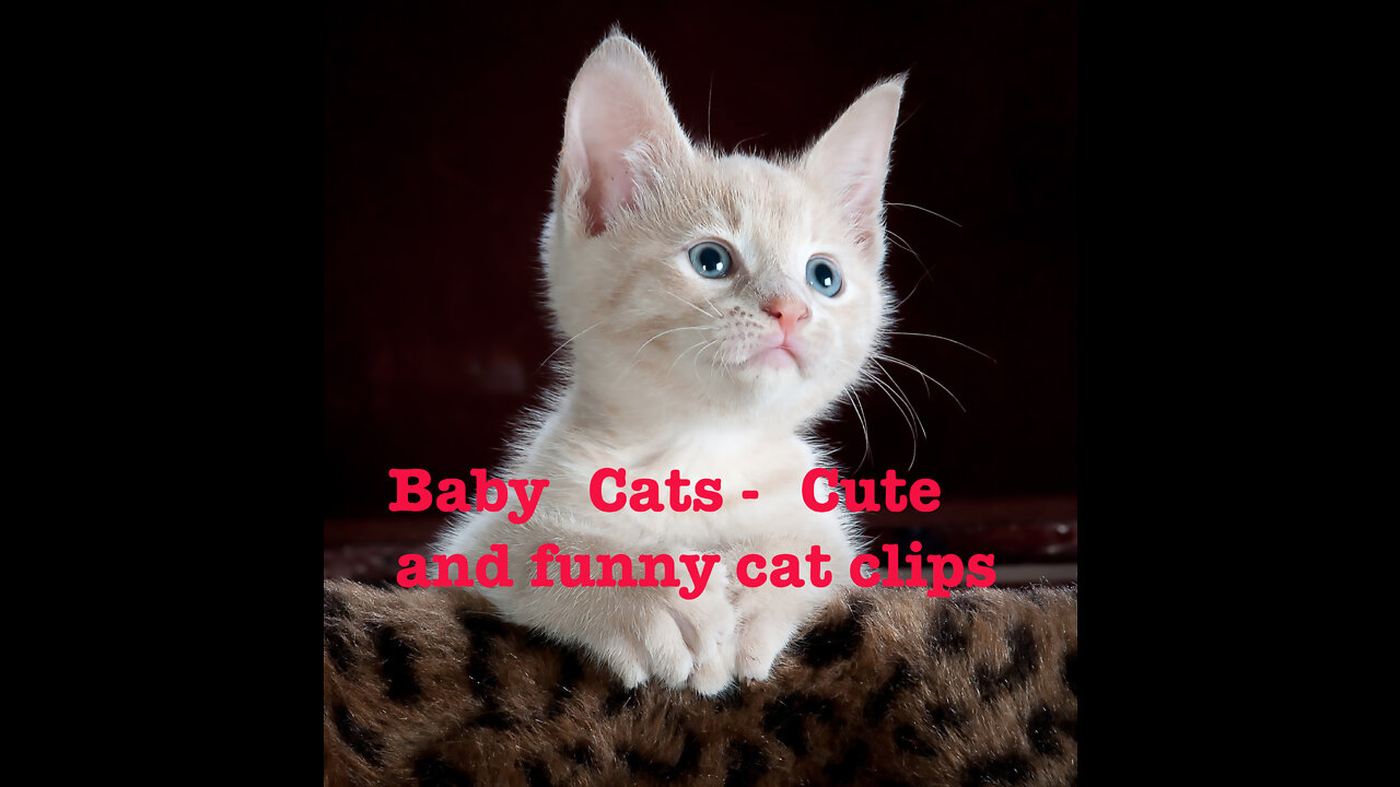 Baby Cats - Cute and funny cat clips