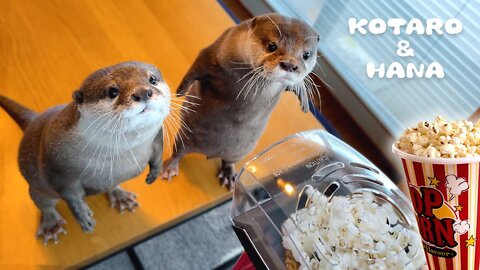 WATCH this OTTERS go crazy reacting to popcorn maker - (FUNNY)