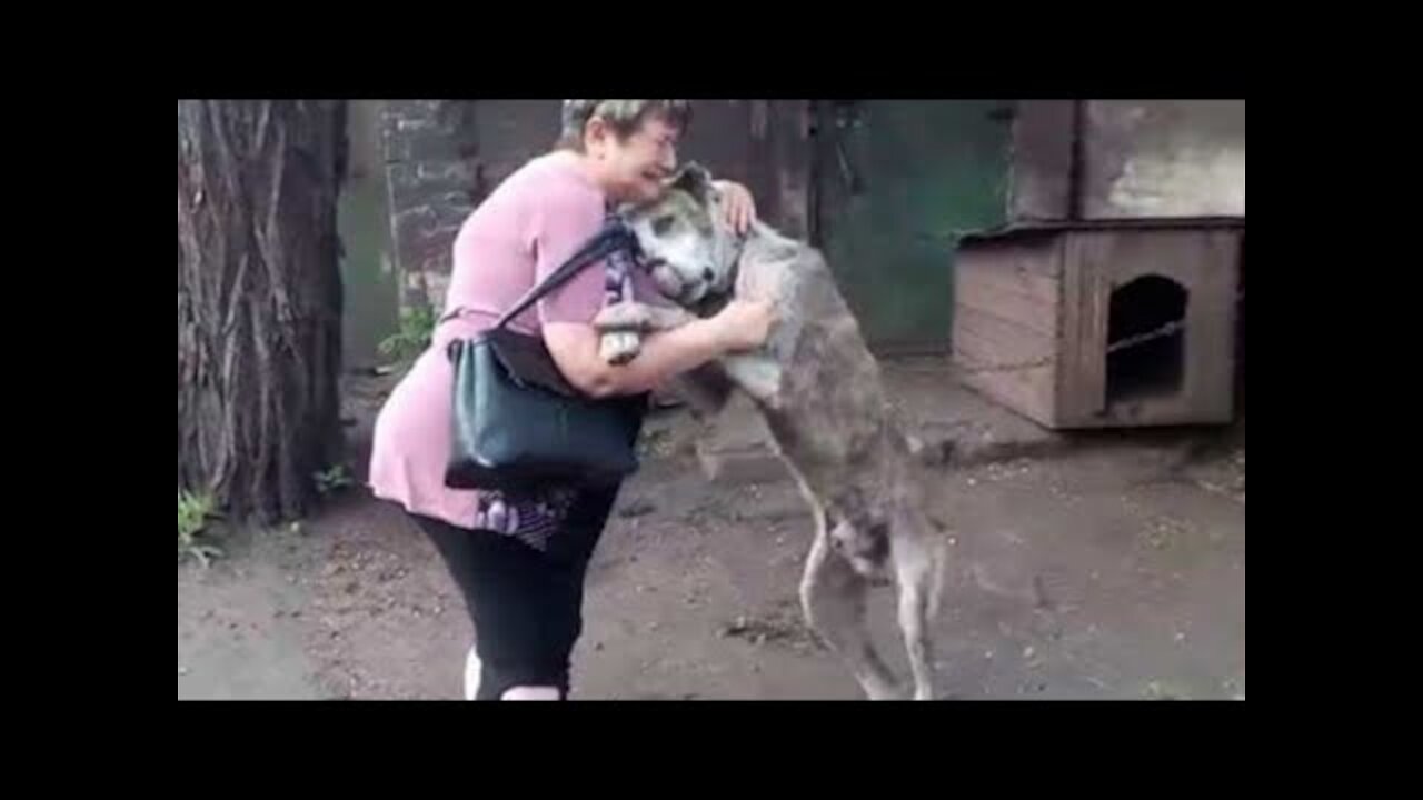 Animals Reunited With Owners AFTER YEARS!