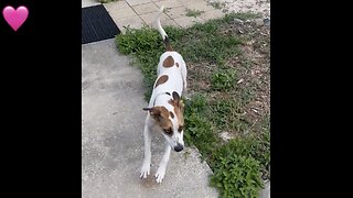 Pup Runs Like A Greyhound