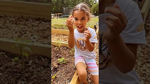 Fresh strawberries that she grew at home🍓#toddlers #oragnic #fruits #garden #fy #fyp #farmtotable