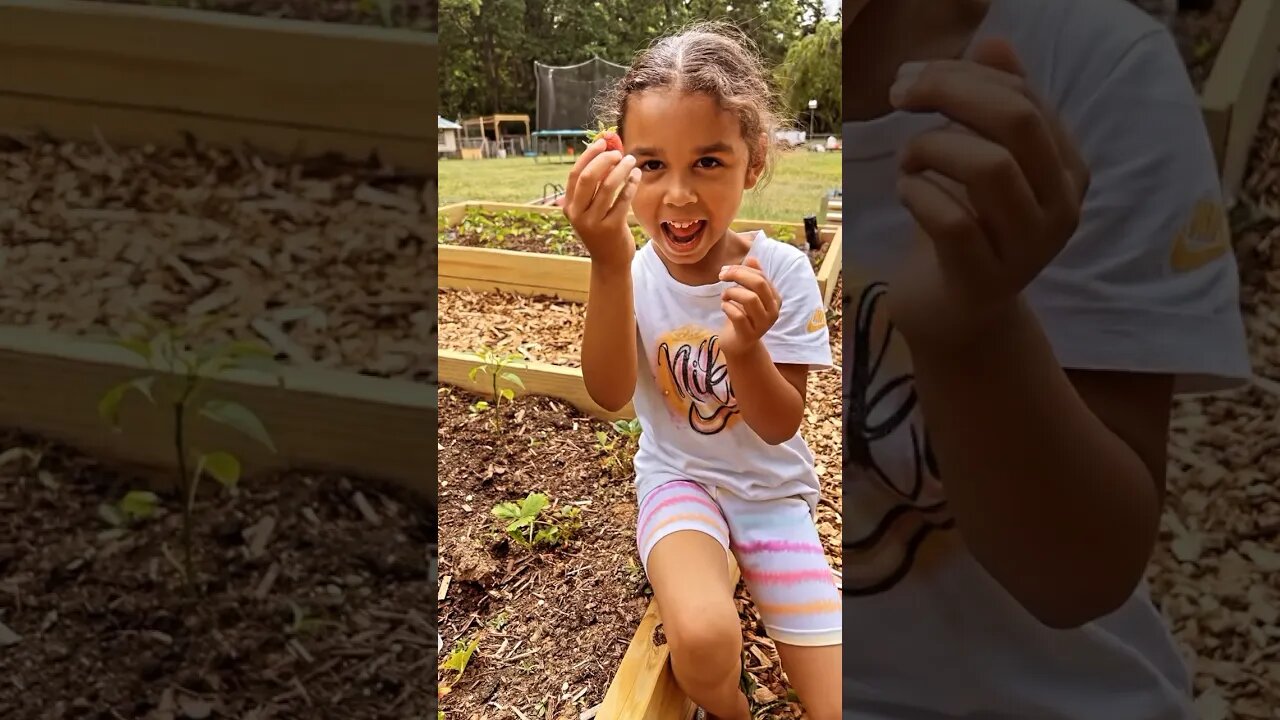 Fresh strawberries that she grew at home🍓#toddlers #oragnic #fruits #garden #fy #fyp #farmtotable