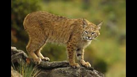 The battle Between Bobcat and a house cat,Rare Encounter