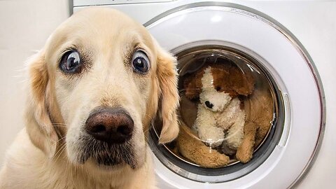 Funniest Animals Video - Funny Dogs And Cats - Try Not To Laugh Animals 2022