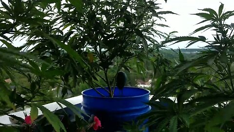 The adult garden update, lol 😂