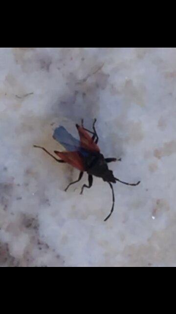 Shocking Dangerous insects walking in my garden