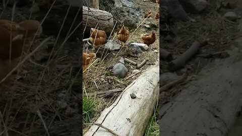 #chickens #layers #freerange #homesteading #homestead #farmanimals #farm #farmlife #homesteadlife