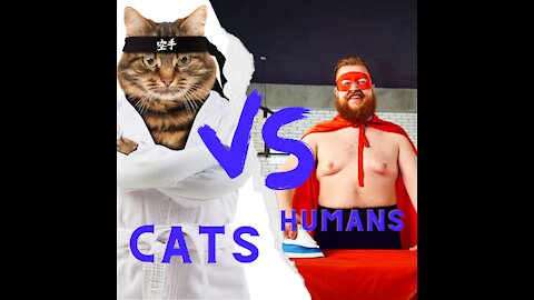 Humans Or Cats? Funny Video