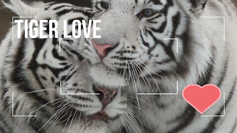 Tiger love