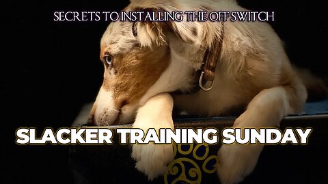 🐶🥏🥋 Installing the Off Switch: 10 Tips for a Chill Dog | DiscDog Dojo #74 - Slacker Sunday 🌟