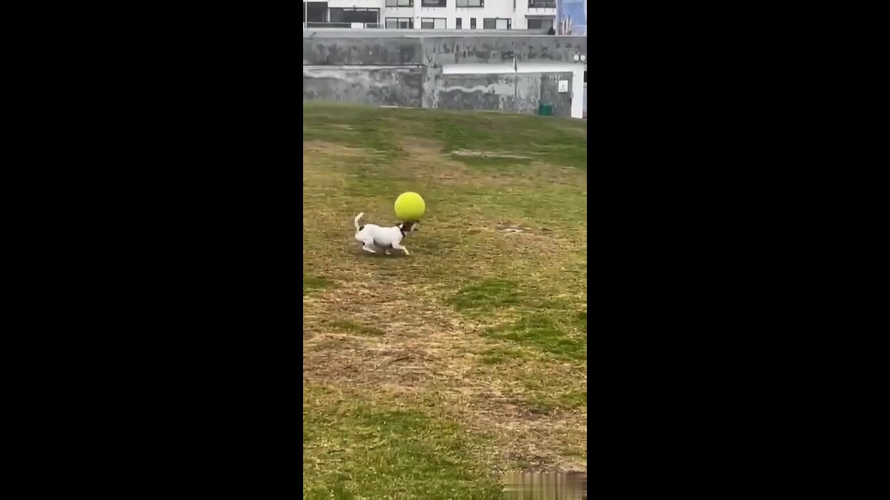 cute doggy playing with ball