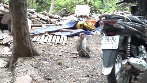 Monkeys being familiar with human