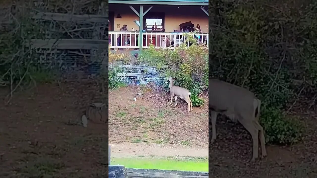 Deer 🦌 On My Morning #hike #hiking #deer #wildanimals #wildlife #california #park #short #shorts