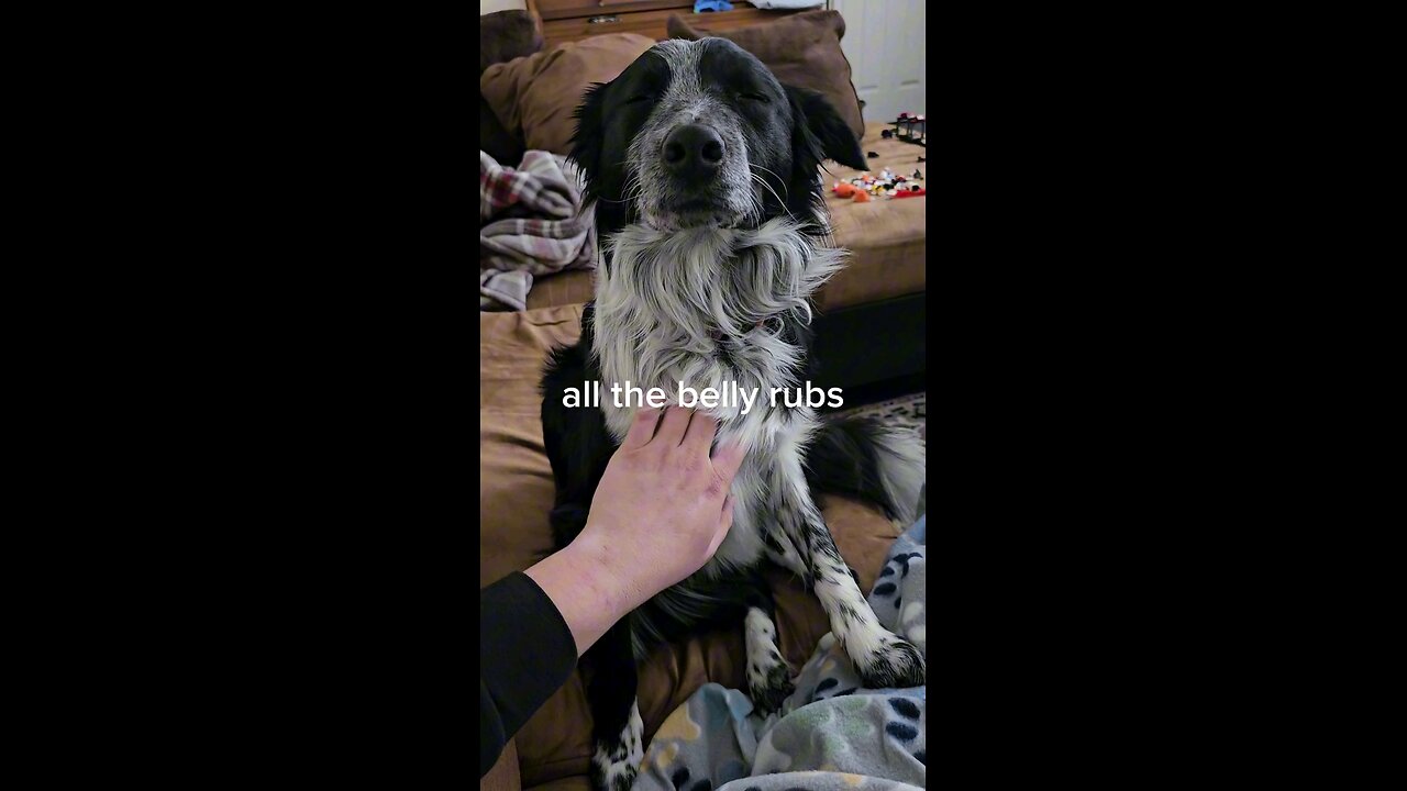 Dog loves belly rubs TOO much!