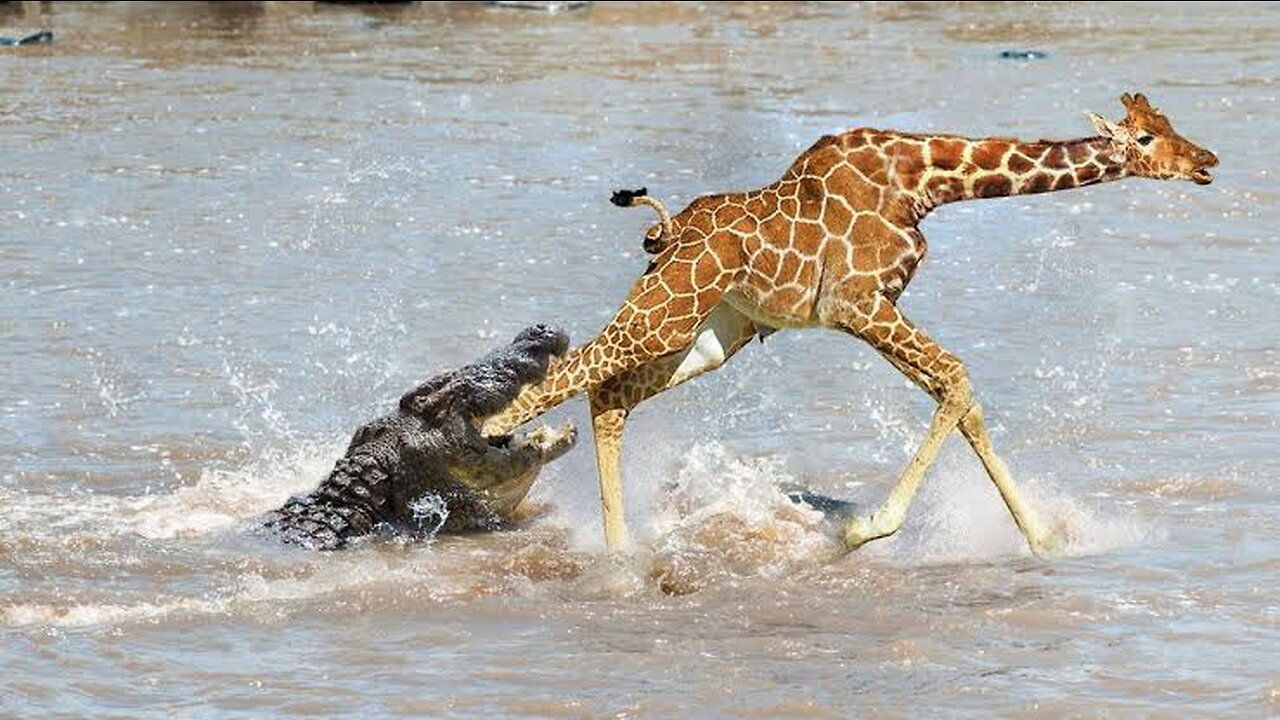 Wildlife Showdown: Alligator's Surprise Attack on Giraffe!