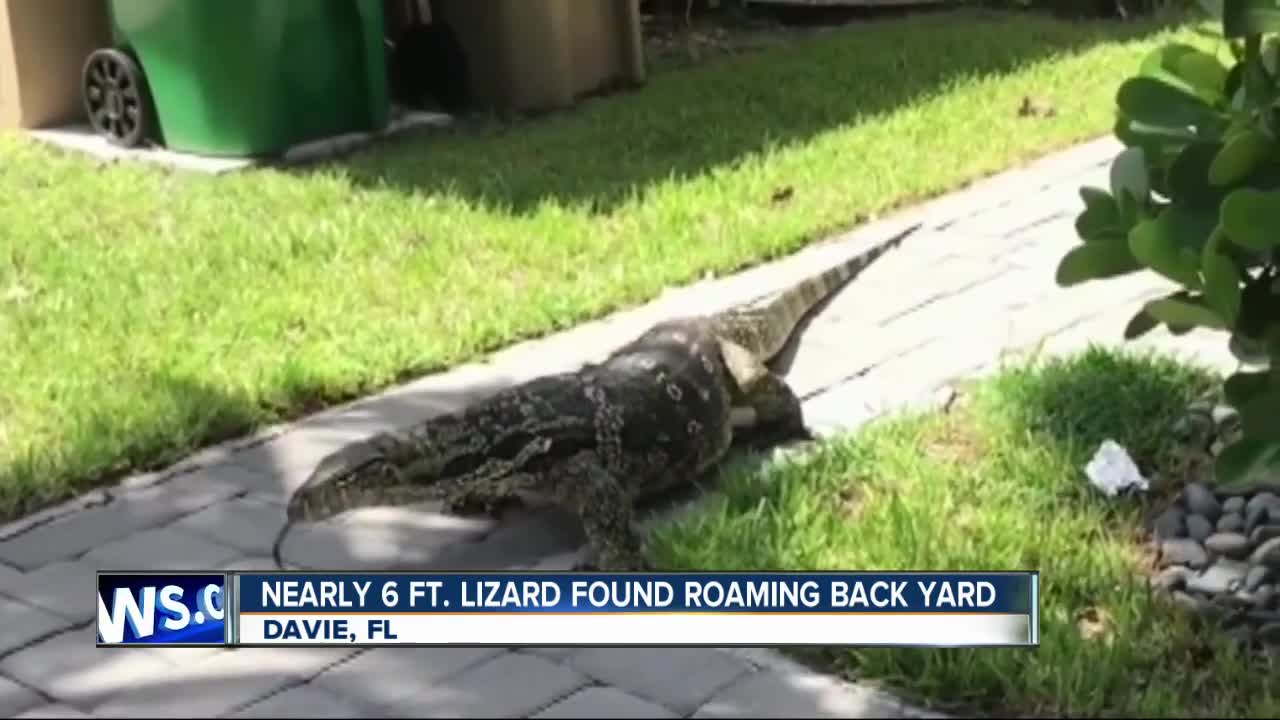 Florida family finds massive lizard roaming around home