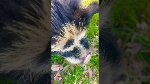 snacking on some grass 🌱🐷 #love #farmanimals #kunekune #pigs #farming #farmlife #fy #fyp #happy