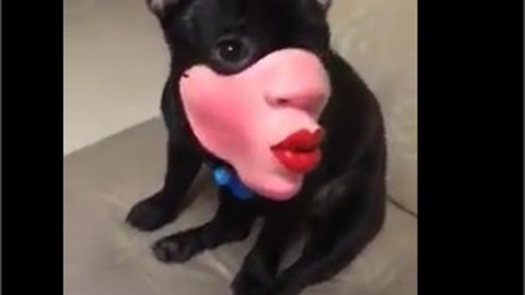 dog wearing funny mask