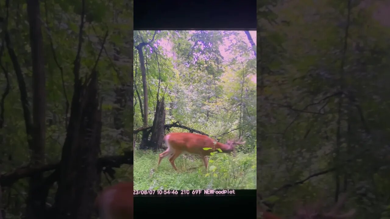 Droptine Buck! #whitetailhunting #deer #deerhunting #hunting