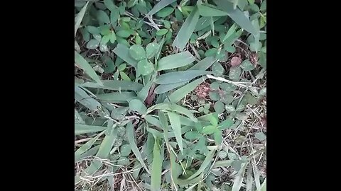 Big Spider running for it!